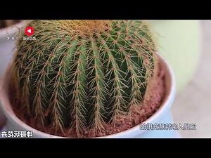 仙人掌可以放在房间吗