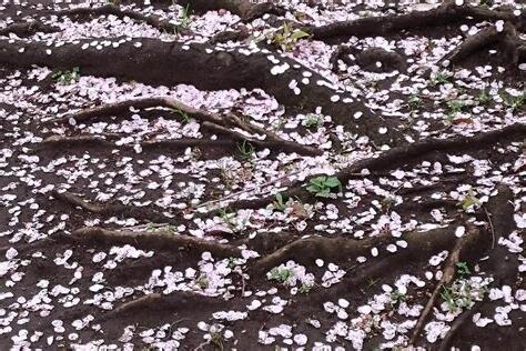 櫻花樹根深度