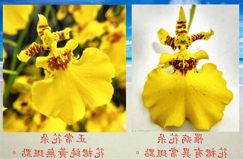 文心蘭切花照顧