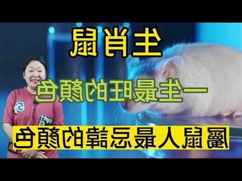 屬鼠顏色
