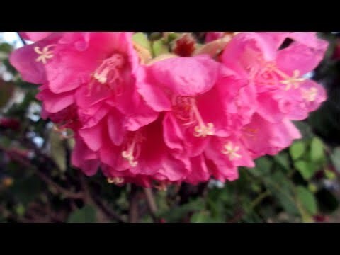非洲芙蓉