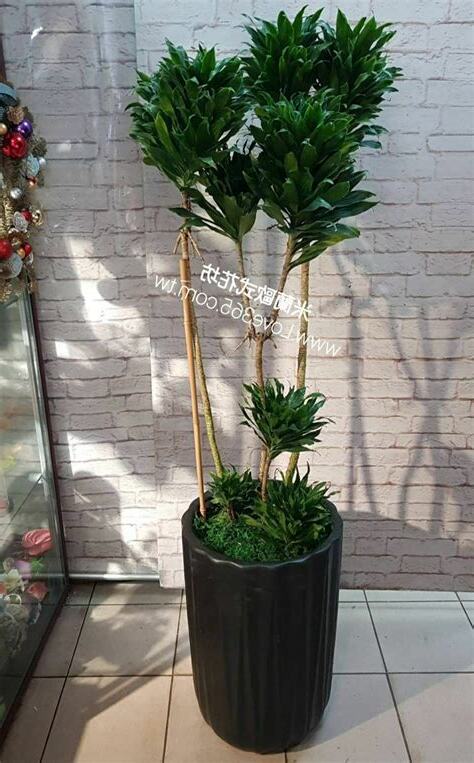 阿波羅植物風水