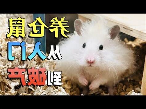 養倉鼠的好處