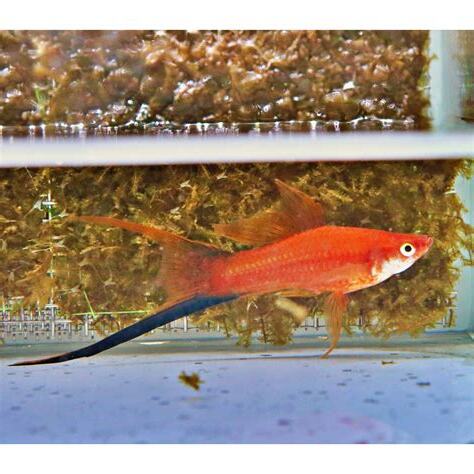 雙劍魚混養