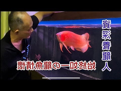龍魚壽命