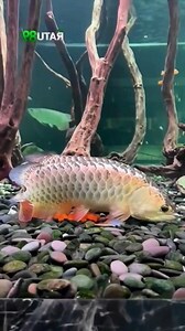 生龍水族
