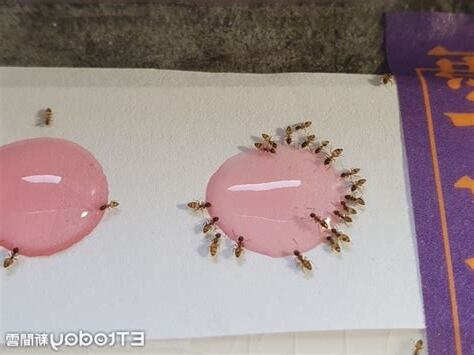 桌上突然有螞蟻