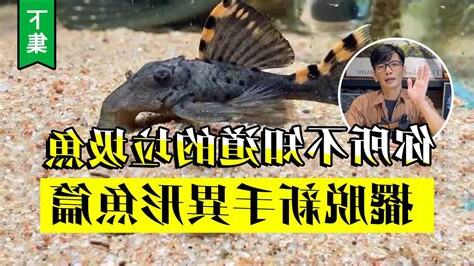 垃圾魚算風水魚嗎