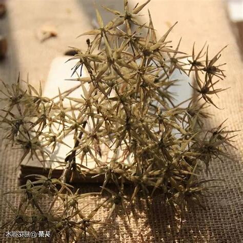 有刺植物風水