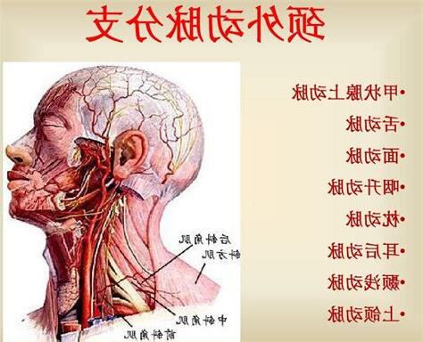 外頸動脈分支口訣