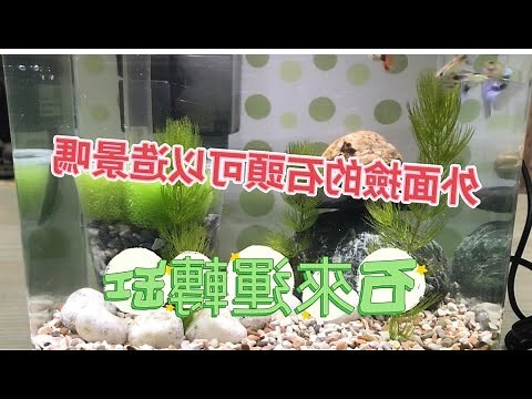 魚缸要放石頭嗎