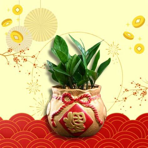 澳門金錢樹