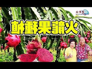 火龍果葉子可以吃嗎