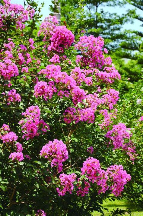 紫薇開花期