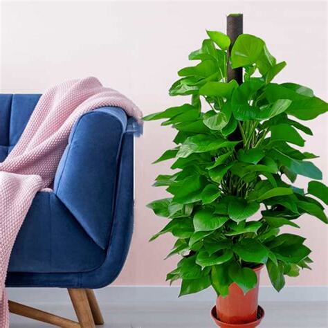 卧室開運植物