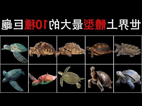 王八是烏龜還是鱉