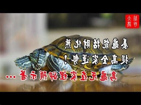 烏龜象徵什麼