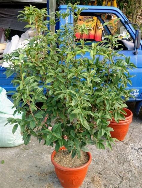 招貴人植物
