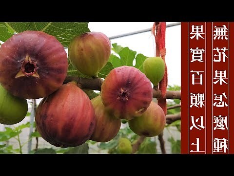 福木果實季節