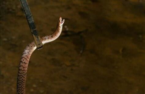 家裡有蛇找不到