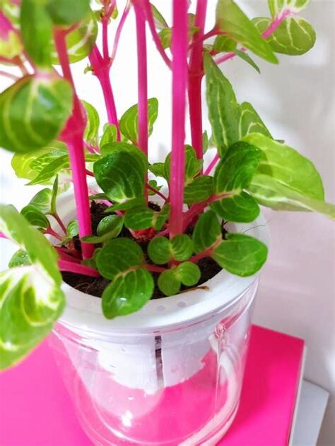 錢多多種植方法