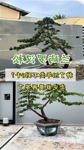 罗汉松风水