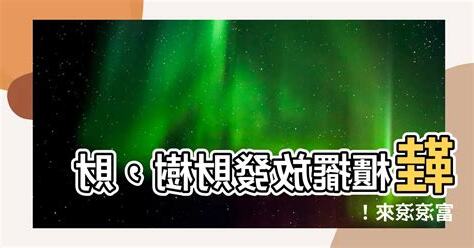 鞋櫃上放發財樹