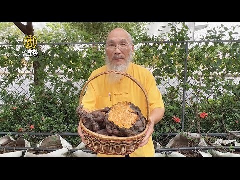 人蔘何首烏功效