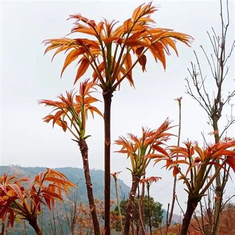 香椿樹種植