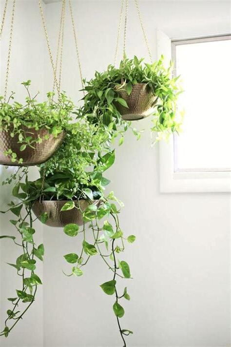 室內垂吊植物