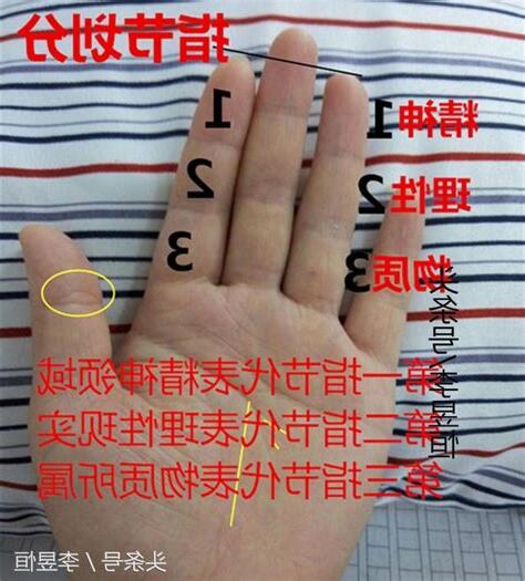 手指第一節