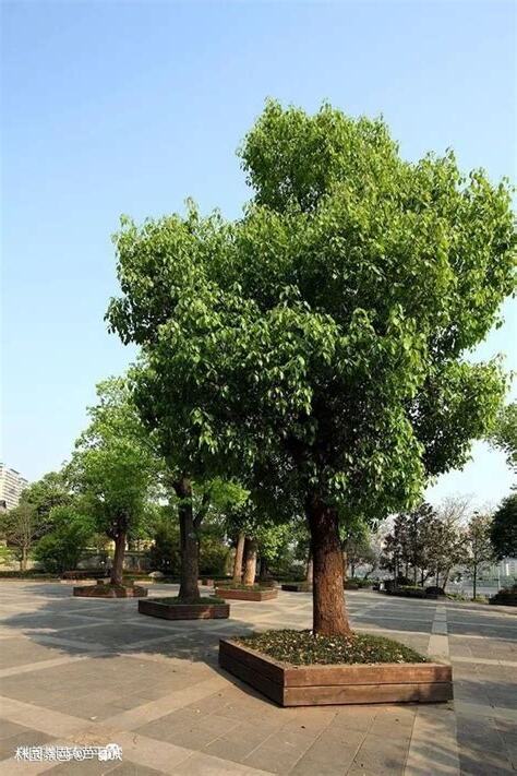 香樟樹