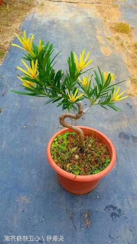 羅漢松種植方法