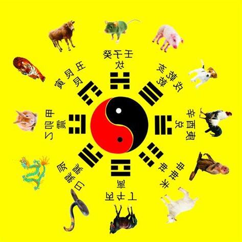 生肖五行五行相生相剋