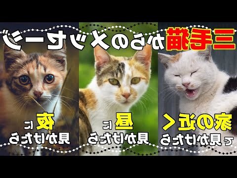 猫風水