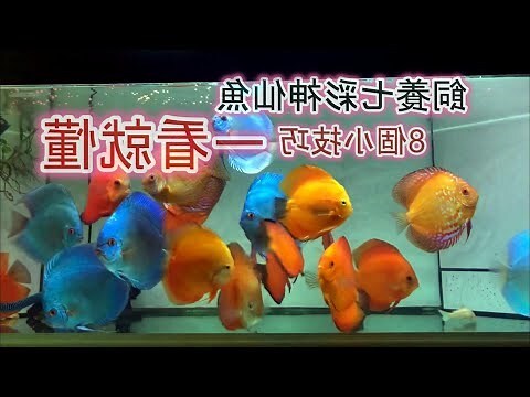 七彩魚
