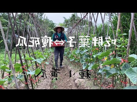 瓠瓜禁忌