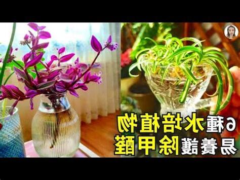 家居水種植物