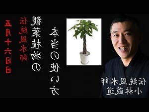 青葉碧玉風水