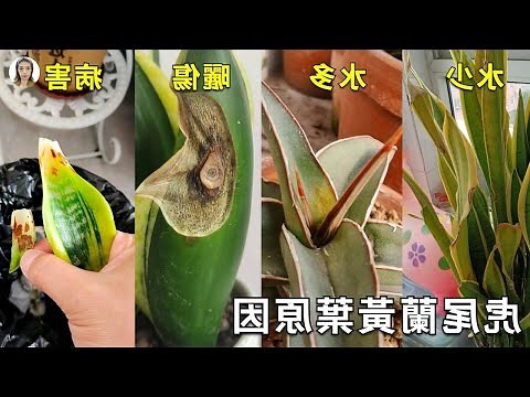 虎尾兰开花风水