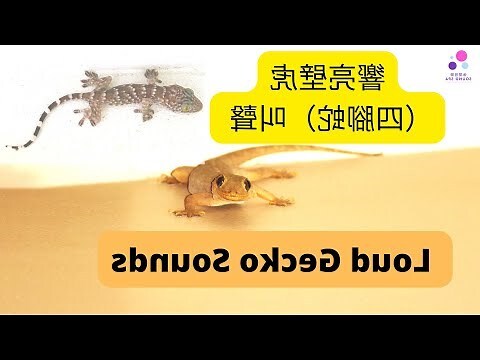 看見壁虎代表