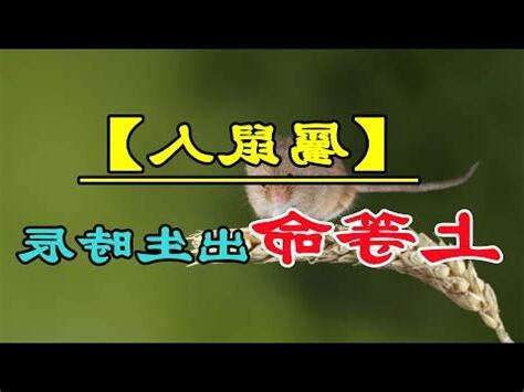 2008年屬什麼