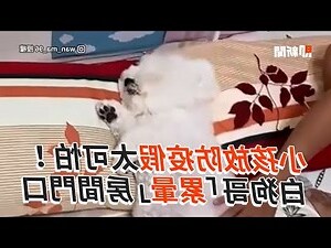 狗睡房門口