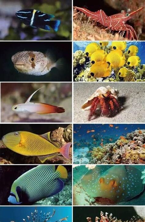 海洋生物有哪些