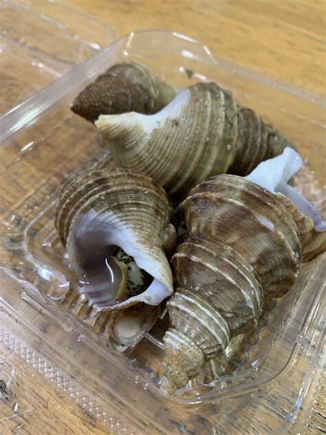 貝類種類