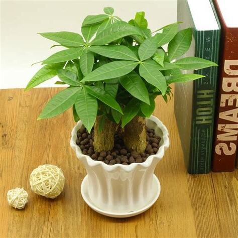 發財樹可以放室內嗎