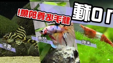 最耐養的魚