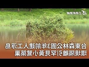鳥在屋頂築巢