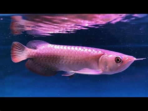 龍魚好養嗎
