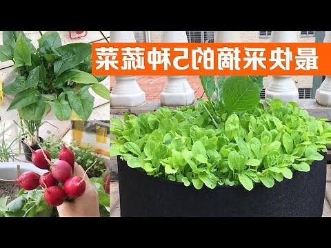 在家種植